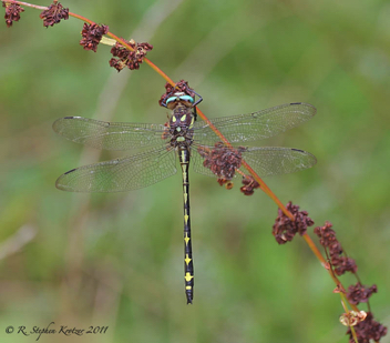 Cordulegaster obliqua, male